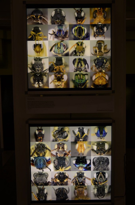 Wasp_exhibition__DSC3469